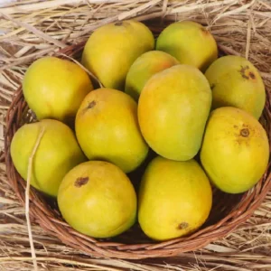 Devgad Alphonso Mango | Devgad Mango | Devgad Hapus