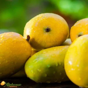 Gir Kesar Mangoes Online