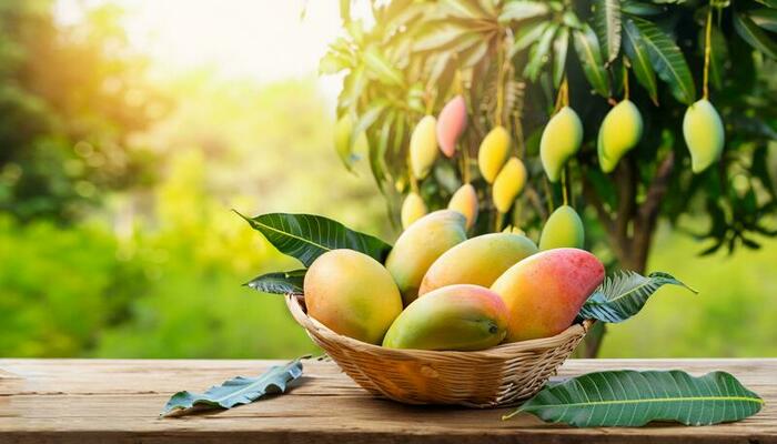 Fresh Mangoes