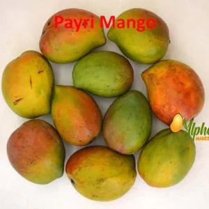 Pairi Mango - Payari Mango